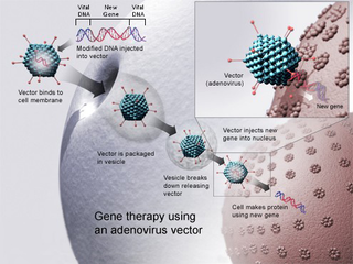 Illustration for article titled Gene Therapy meets Vaccination to create a potential Ebola cure